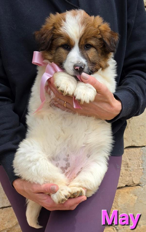 May Cucciola Femmina