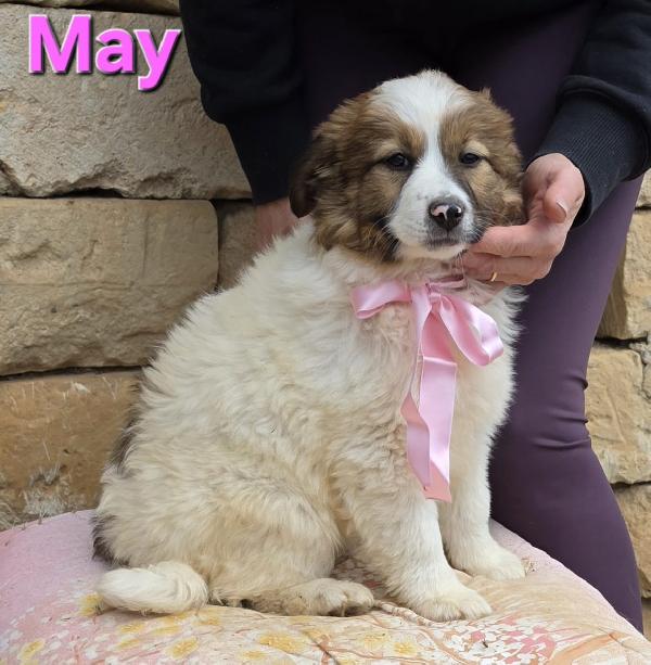 MAY CUCCIOLA FEMMINA Foto 2