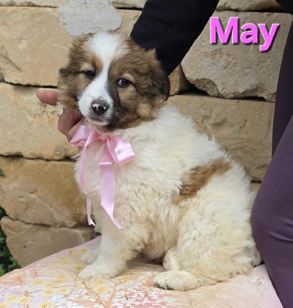 MAY CUCCIOLA FEMMINA Foto 3