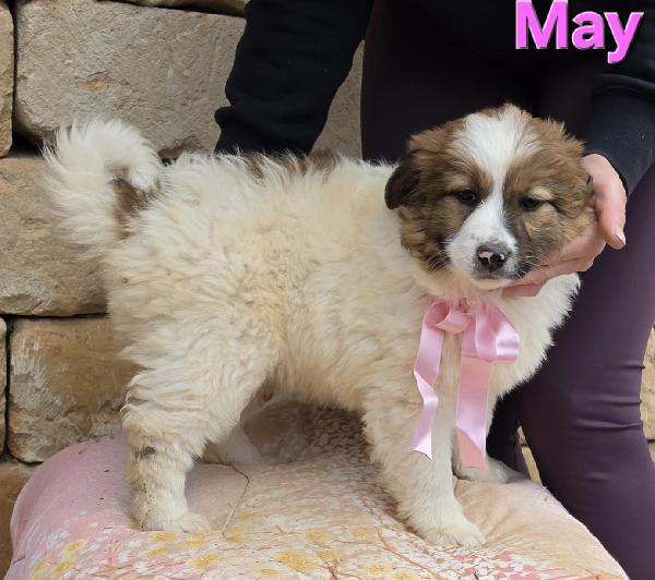 MAY CUCCIOLA FEMMINA Foto 4