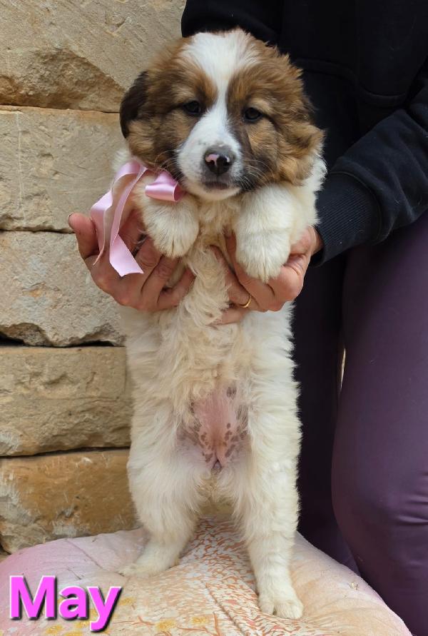 MAY CUCCIOLA FEMMINA Foto 6
