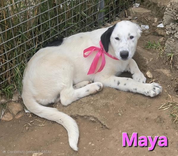 Maya Cucciola Femmina