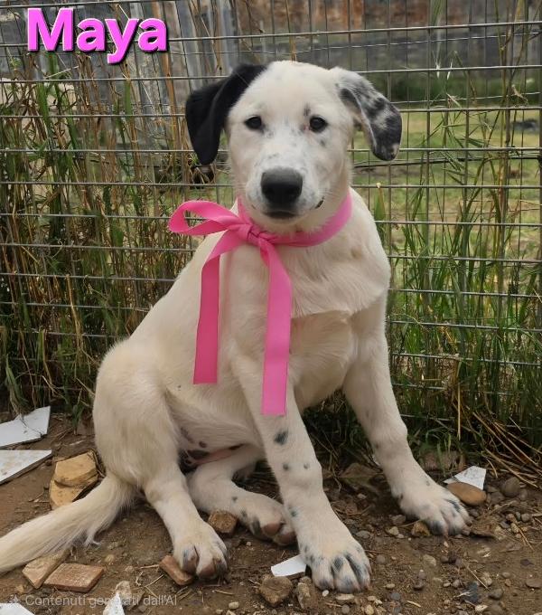 MAYA CUCCIOLA FEMMINA Foto 2