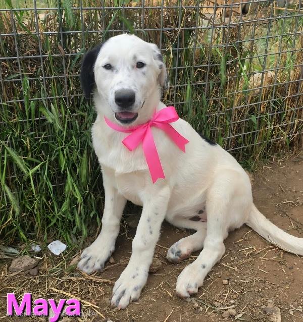 MAYA CUCCIOLA FEMMINA Foto 7