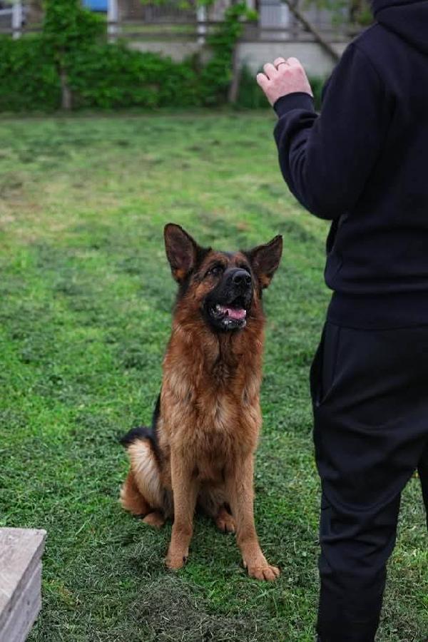 Arya Meravigliosa Pastore Tedesco 3Anni Rimasta Sola.napoli