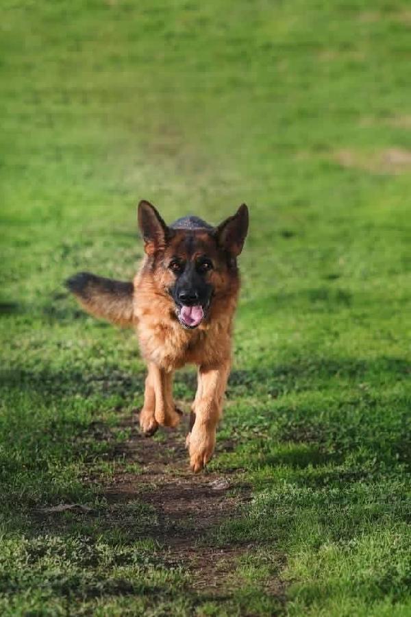 Arya meravigliosa Pastore Tedesco 3anni rimasta sola.NAPOLI Foto 2