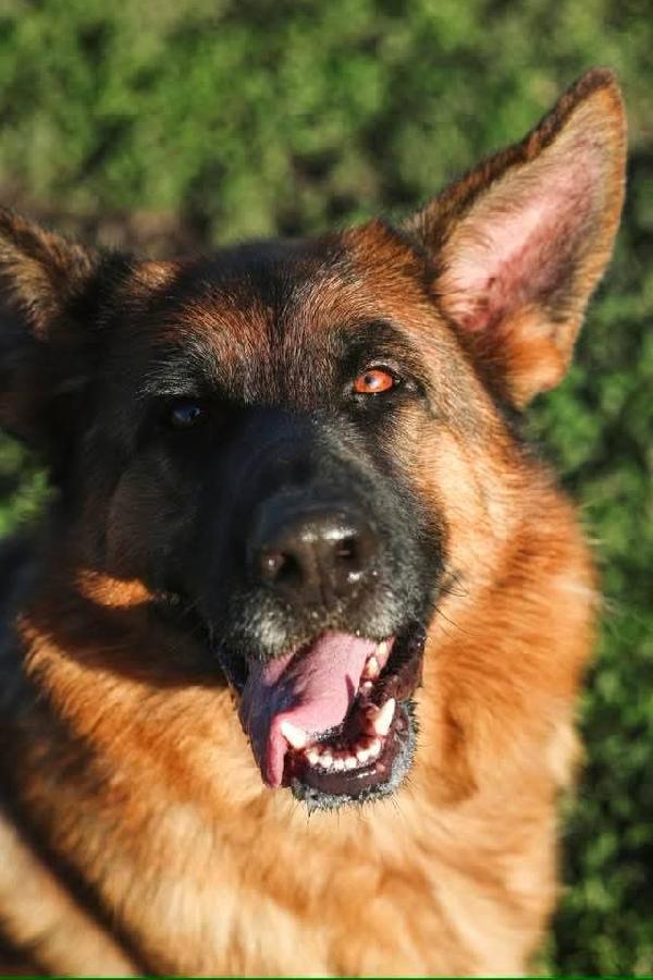 Arya meravigliosa Pastore Tedesco 3anni rimasta sola.NAPOLI Foto 3