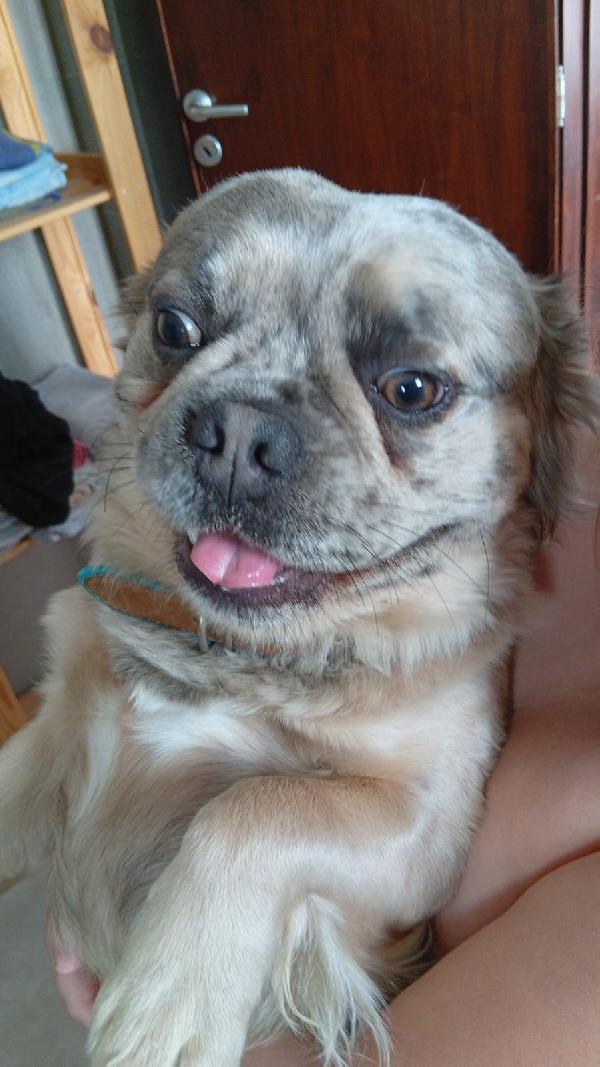 Bulldog Francese A Pelo Lungo 