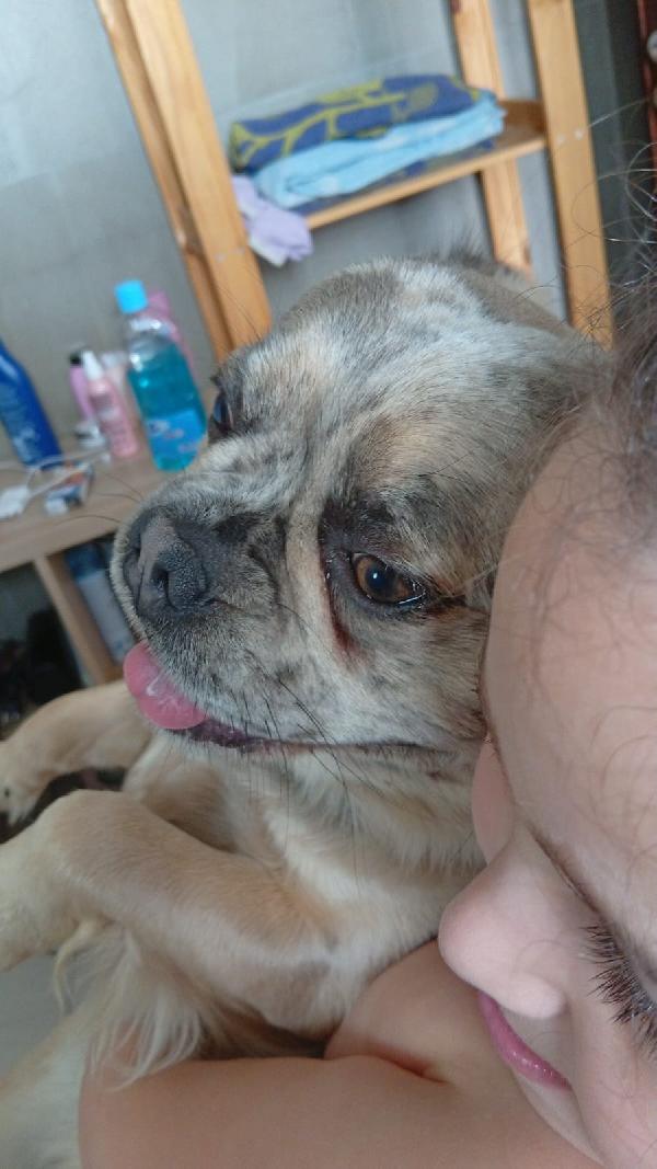 Bulldog Francese a pelo lungo  Foto 2