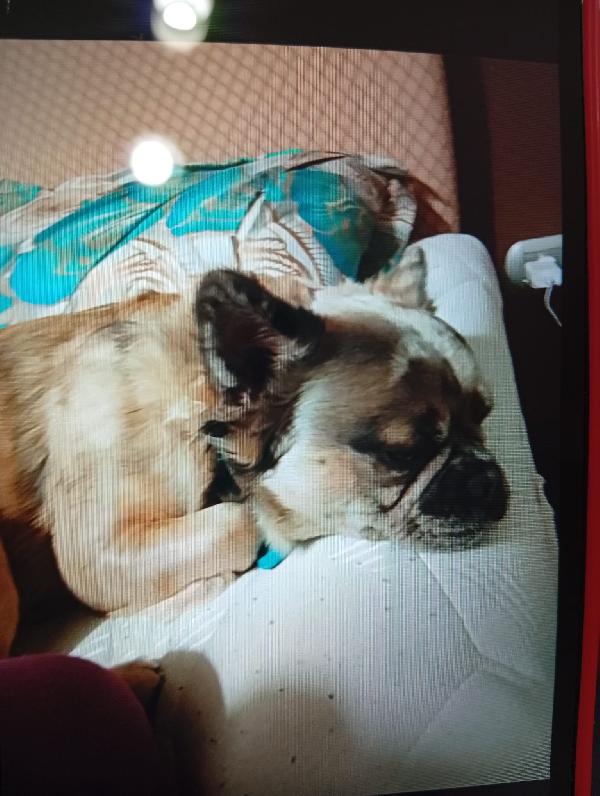 Bulldog Francese a pelo lungo  Foto 3