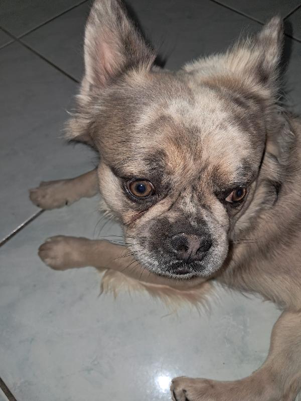 Bulldog Francese a pelo lungo  Foto 4