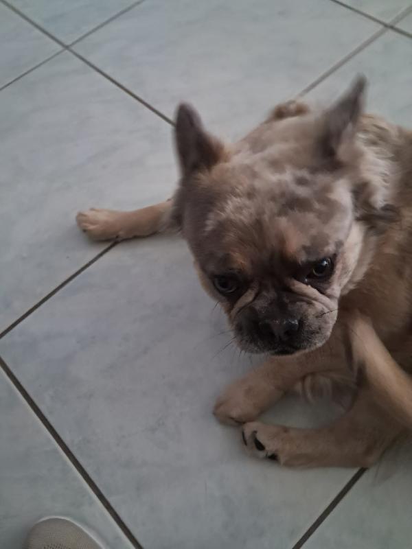 Bulldog Francese a pelo lungo  Foto 5
