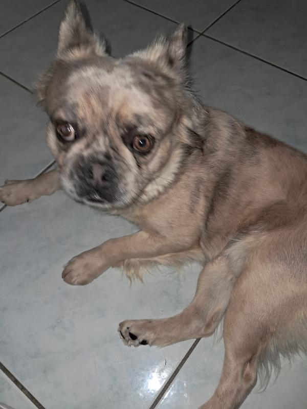 Bulldog Francese a pelo lungo  Foto 6