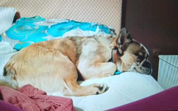 Bulldog Francese a pelo lungo  Foto 7
