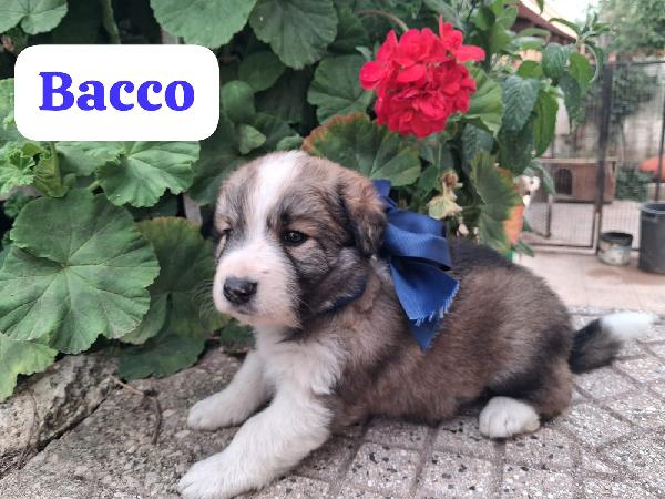 Cuccioli Future Taglie Medie 