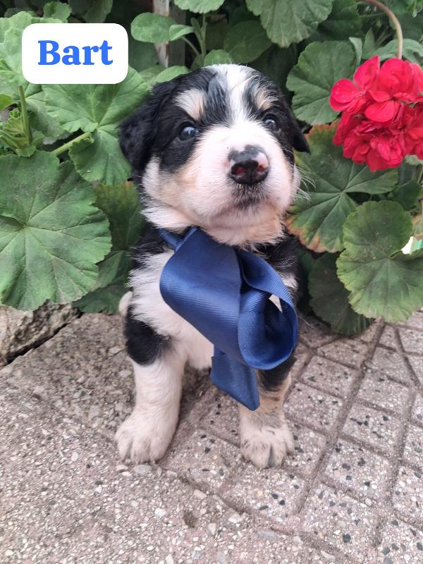 Cuccioli future taglie medie  Foto 4