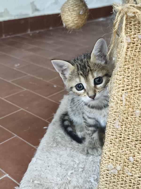 Atena 