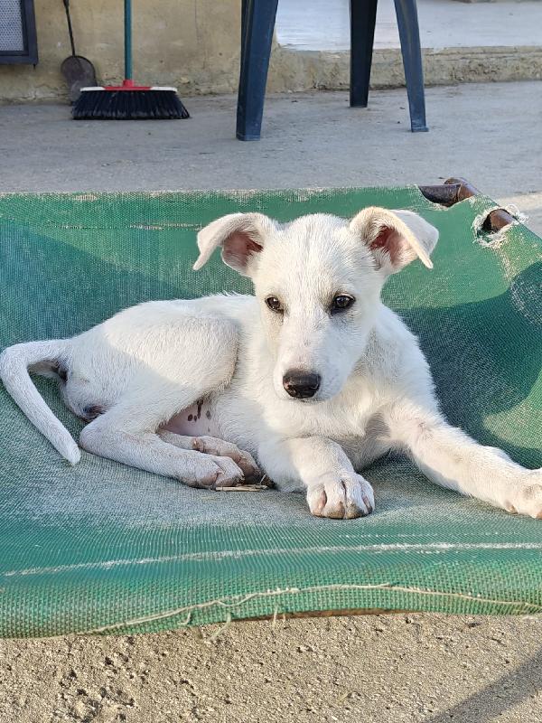 Cucciola Dolcissima Si Trova A Savona