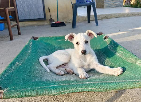 Cucciola dolcissima si trova a Savona Foto 2