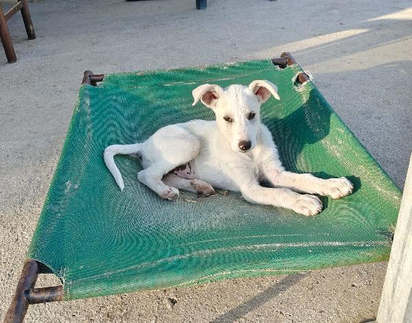 Cucciola dolcissima si trova a Savona Foto 3