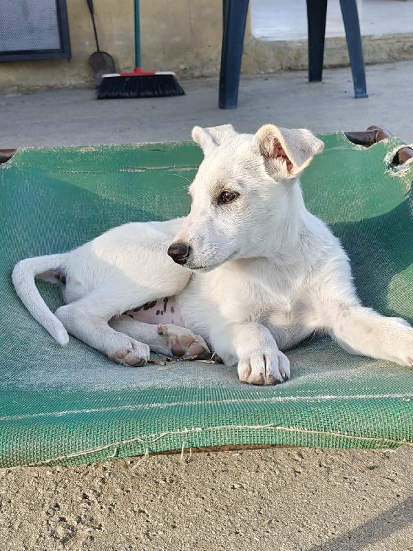 Cucciola dolcissima si trova a Savona Foto 4