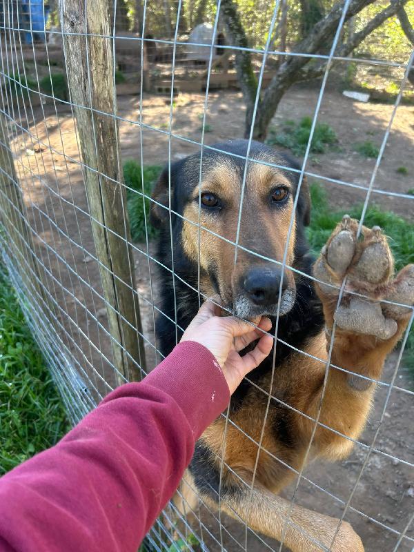 Lara splendida giovanotta simil pastore cerca casa  Foto 3