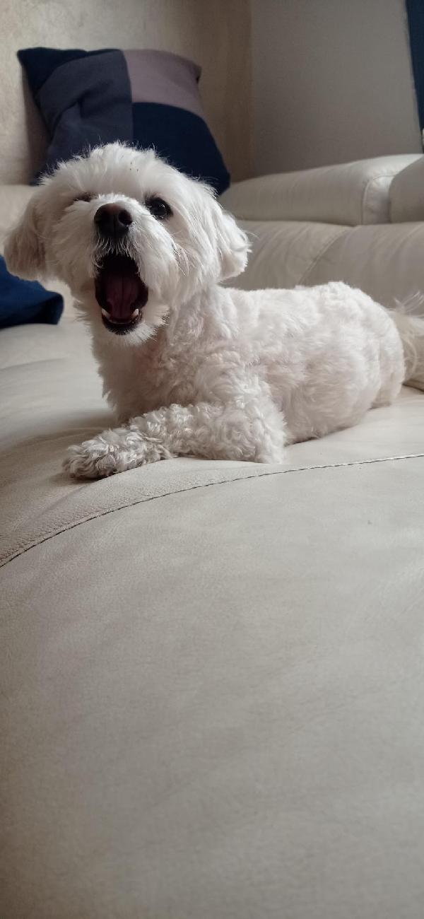 Rocky  Foto 3