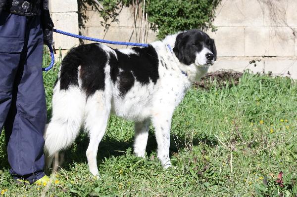 Panda ,meraviglioso e dolce cagnolone, una vita sprecata in gabbia!! Foto 2