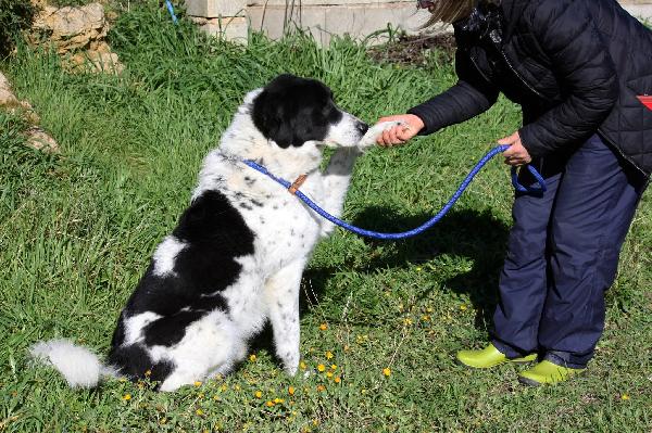 Panda ,meraviglioso e dolce cagnolone, una vita sprecata in gabbia!! Foto 3
