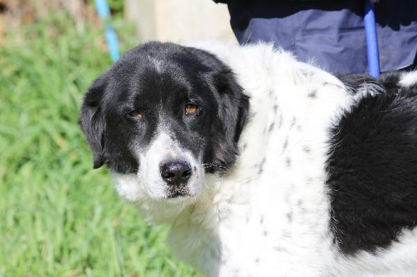 Panda ,meraviglioso e dolce cagnolone, una vita sprecata in gabbia!! Foto 4