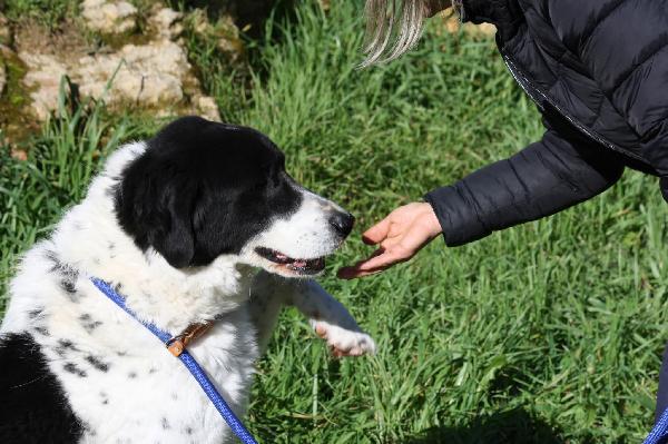Panda ,meraviglioso e dolce cagnolone, una vita sprecata in gabbia!! Foto 5