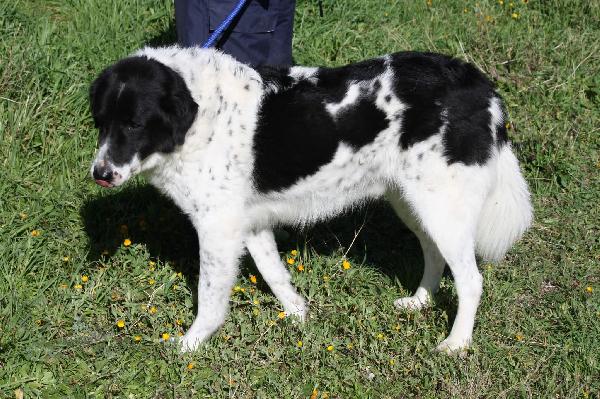 Panda ,meraviglioso e dolce cagnolone, una vita sprecata in gabbia!! Foto 8