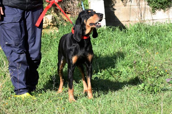 Beatrice, Segugio Italiano Dolce E Socievole 