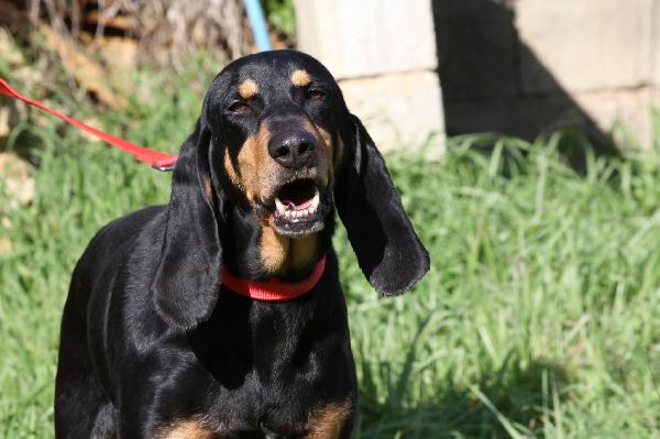 Beatrice, segugio italiano dolce e socievole  Foto 2