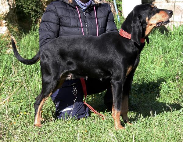 Beatrice, segugio italiano dolce e socievole  Foto 3