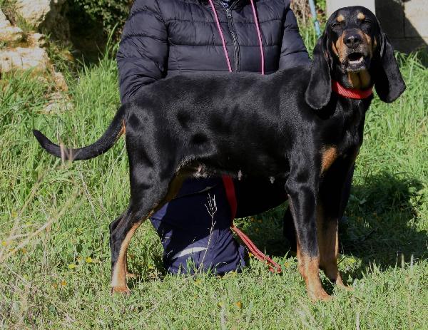 Beatrice, segugio italiano dolce e socievole  Foto 4