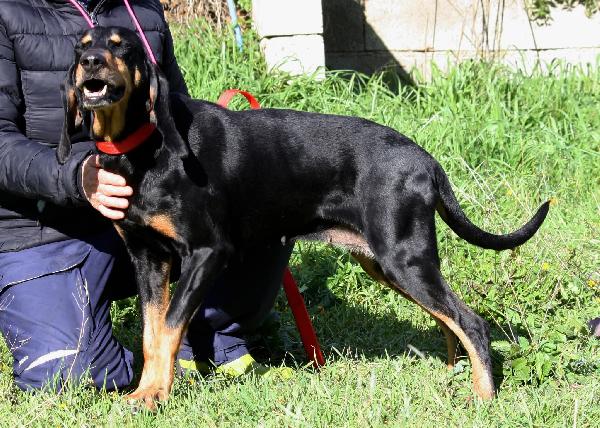 Beatrice, segugio italiano dolce e socievole  Foto 5