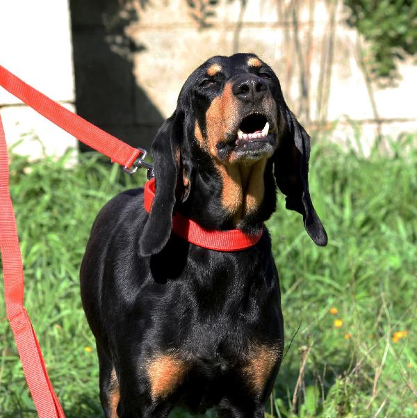 Beatrice, segugio italiano dolce e socievole  Foto 6