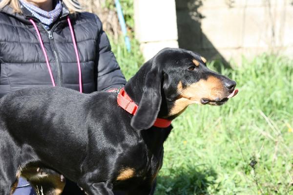 Beatrice, segugio italiano dolce e socievole  Foto 8