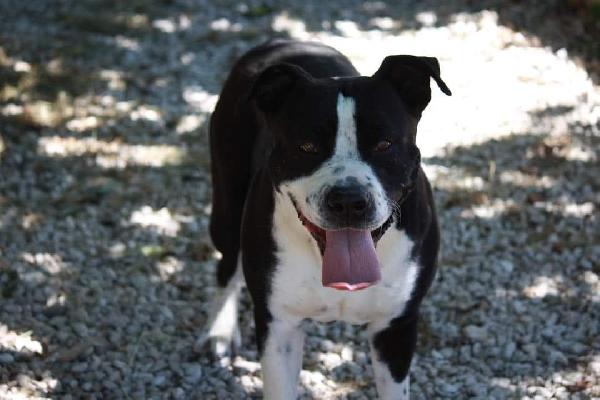 Thor American Staffordshire Terrier Aspetta La Sua Rinascita 