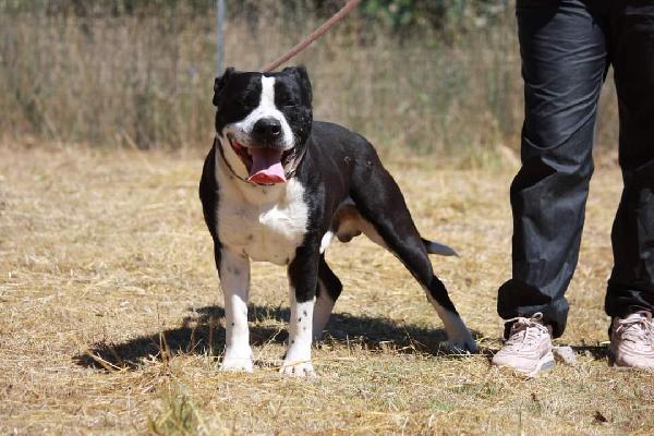 Thor american staffordshire terrier aspetta la sua rinascita  Foto 2