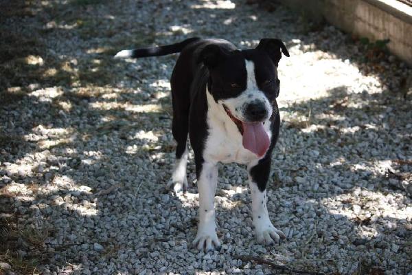 Thor american staffordshire terrier aspetta la sua rinascita  Foto 4