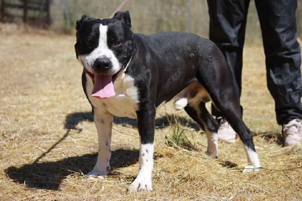 Thor american staffordshire terrier aspetta la sua rinascita  Foto 9