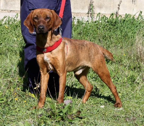 Giordan segugio maremmano di appena 2 anni, brioso e allegro. Foto 2