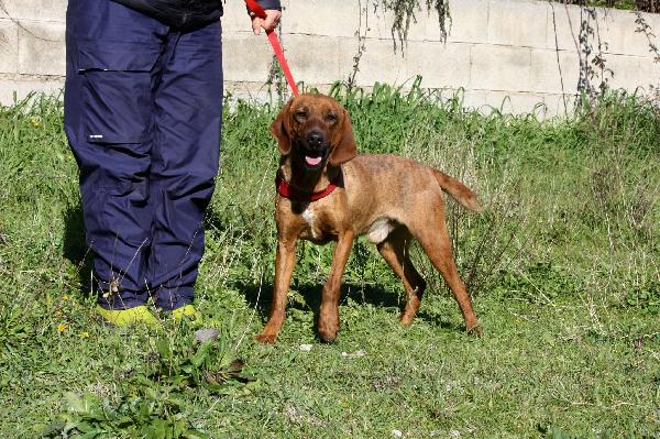 Giordan segugio maremmano di appena 2 anni, brioso e allegro. Foto 3