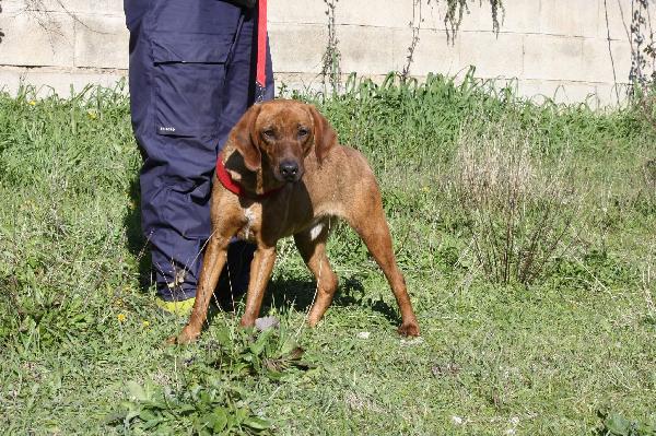 Giordan segugio maremmano di appena 2 anni, brioso e allegro. Foto 4