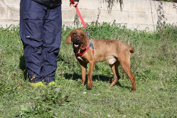 Giordan segugio maremmano di appena 2 anni, brioso e allegro. Foto 5