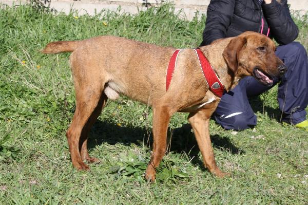 Giordan segugio maremmano di appena 2 anni, brioso e allegro. Foto 6