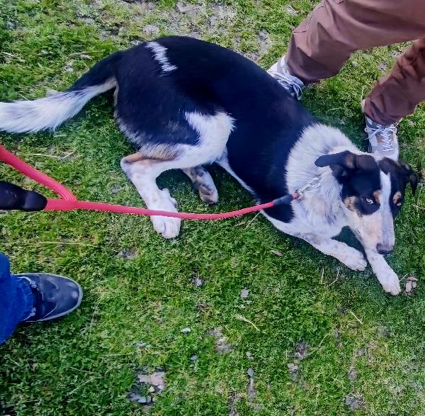 Kiki dolce e meravigliosa cucciola, aspetta la sua FAMIGLIA PER SEMPRE!! Foto 2