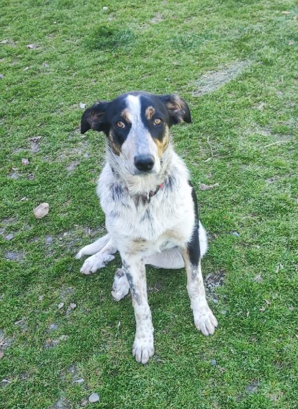 Kiki dolce e meravigliosa cucciola, aspetta la sua FAMIGLIA PER SEMPRE!! Foto 4